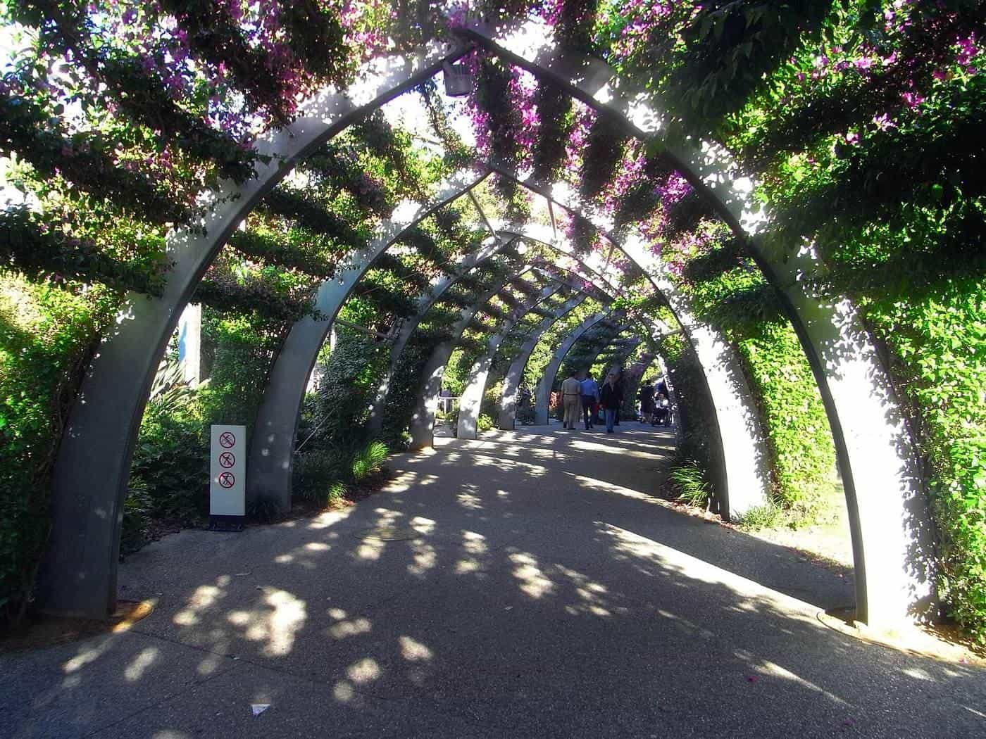 Bougainvillea growing over the curving steel arbour at South Bank, Brisbane