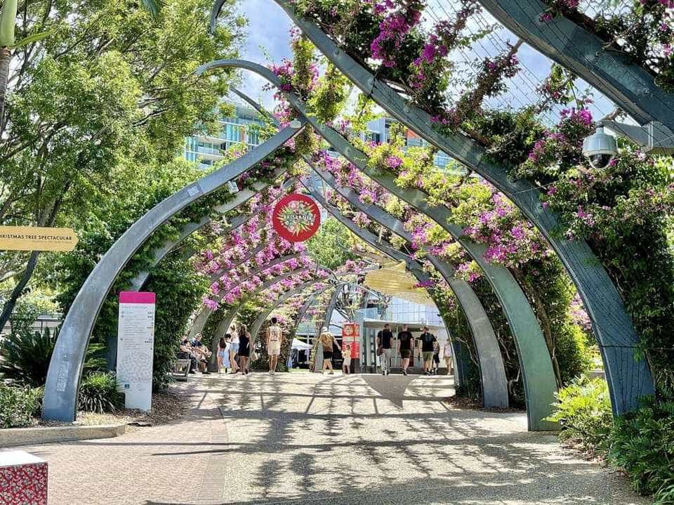 The curved steel arbour covered in bougainvillea at South Bank Parklands, Brisbane
